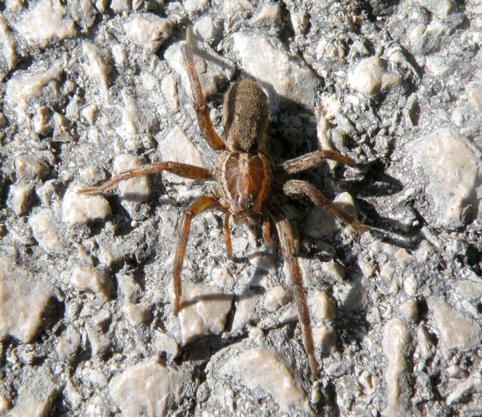 Hogna radiata